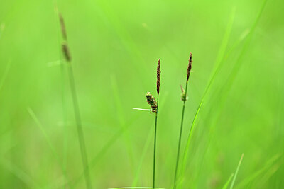 BUITEN BEELD Foto: 435221