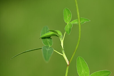 BUITEN BEELD Foto: 435222