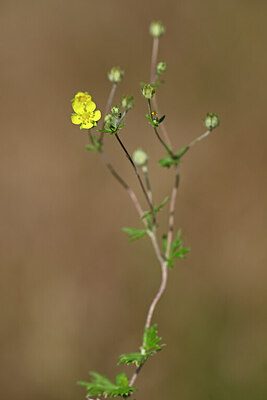 BUITEN BEELD Foto: 435223
