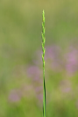 BUITEN BEELD Foto: 435224