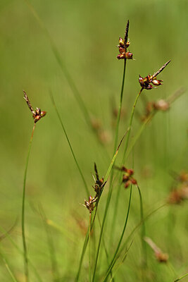 BUITEN BEELD Foto: 435227