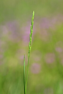 BUITEN BEELD Foto: 435228