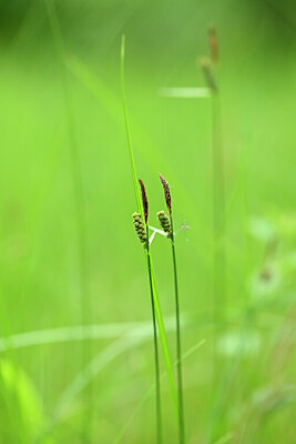 BUITEN BEELD Foto: 435229