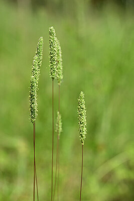 BUITEN BEELD Foto: 435230