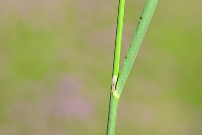 BUITEN BEELD Foto: 435232