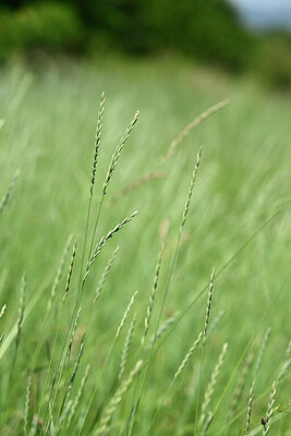 BUITEN BEELD Foto: 435235