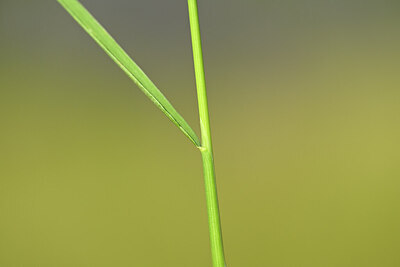 BUITEN BEELD Foto: 435236