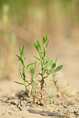 BUITEN BEELD Foto: 435238