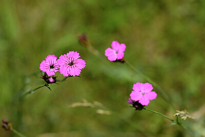 BUITEN BEELD Foto: 435239