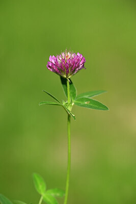 BUITEN BEELD Foto: 435240