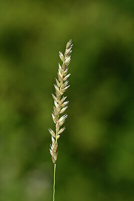 BUITEN BEELD Foto: 435241