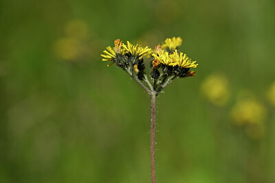 BUITEN BEELD Foto: 435242