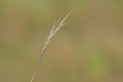 BUITEN BEELD Foto: 435244