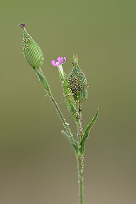 BUITEN BEELD Foto: 435245
