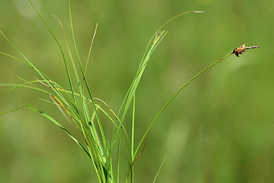 BUITEN BEELD Foto: 435247