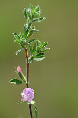 BUITEN BEELD Foto: 435248