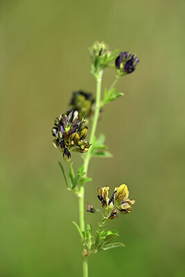 BUITEN BEELD Foto: 435249
