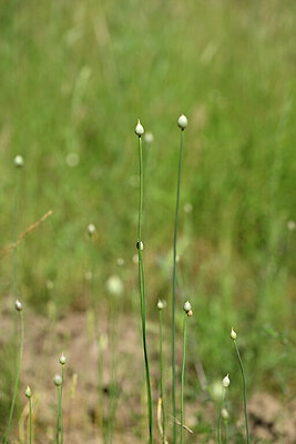 BUITEN BEELD Foto: 435251