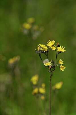 BUITEN BEELD Foto: 435252