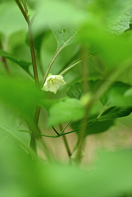 BUITEN BEELD Foto: 435253