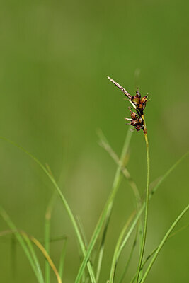 BUITEN BEELD Foto: 435255