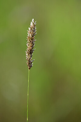 BUITEN BEELD Foto: 435256