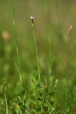 BUITEN BEELD Foto: 435259