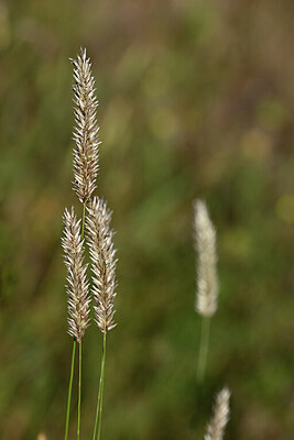 BUITEN BEELD Foto: 435260
