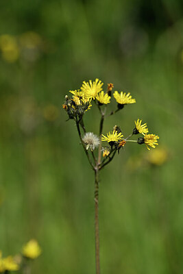 BUITEN BEELD Foto: 435261