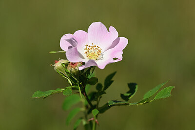 BUITEN BEELD Foto: 435264