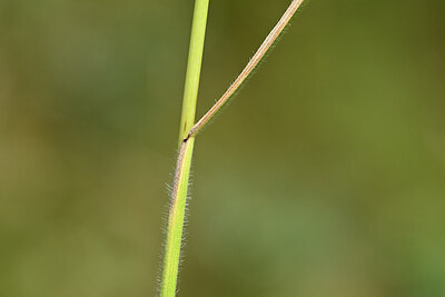 BUITEN BEELD Foto: 435265
