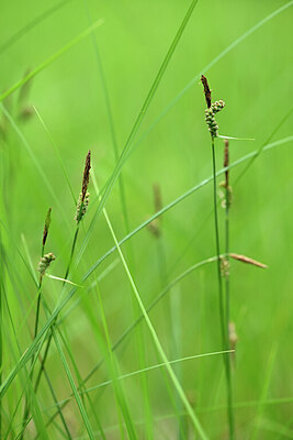 BUITEN BEELD Foto: 435269