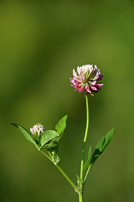 BUITEN BEELD Foto: 435270