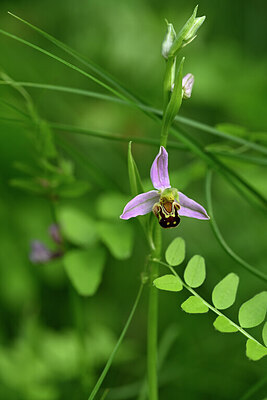 BUITEN BEELD Foto: 435271