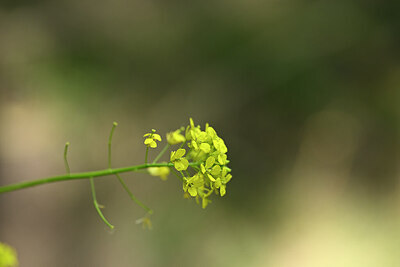 BUITEN BEELD Foto: 435275