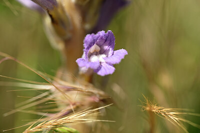 BUITEN BEELD Foto: 435276