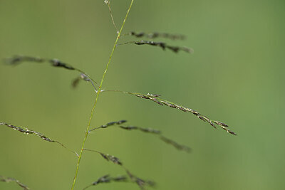 BUITEN BEELD Foto: 435277