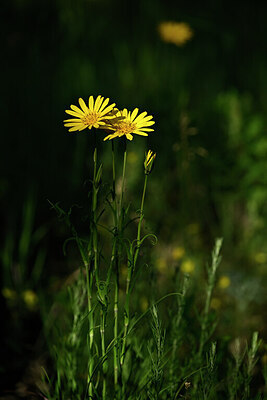 BUITEN BEELD Foto: 435278