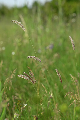 BUITEN BEELD Foto: 435279