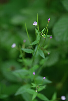 BUITEN BEELD Foto: 435280