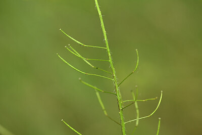 BUITEN BEELD Foto: 435283