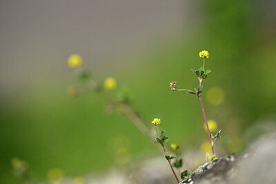 BUITEN BEELD Foto: 435285