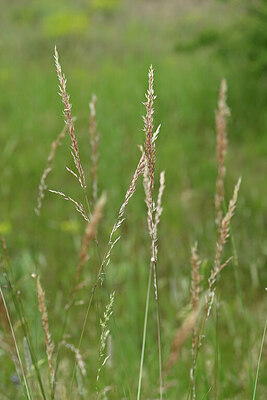 BUITEN BEELD Foto: 435286
