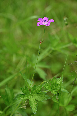 BUITEN BEELD Foto: 435288