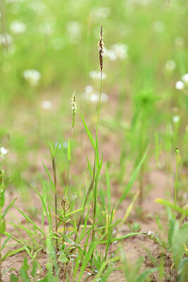 BUITEN BEELD Foto: 435289