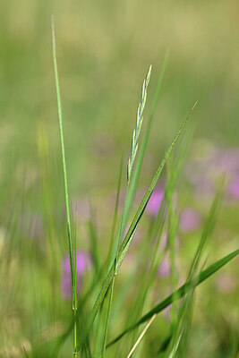 BUITEN BEELD Foto: 435290