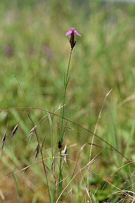 BUITEN BEELD Foto: 435299