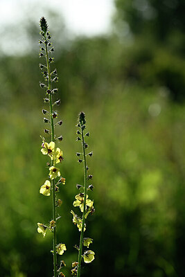 BUITEN BEELD Foto: 435300