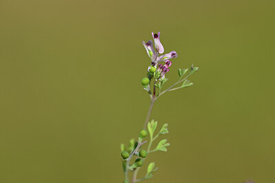 BUITEN BEELD Foto: 435302