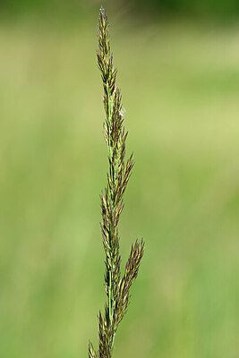BUITEN BEELD Foto: 435303